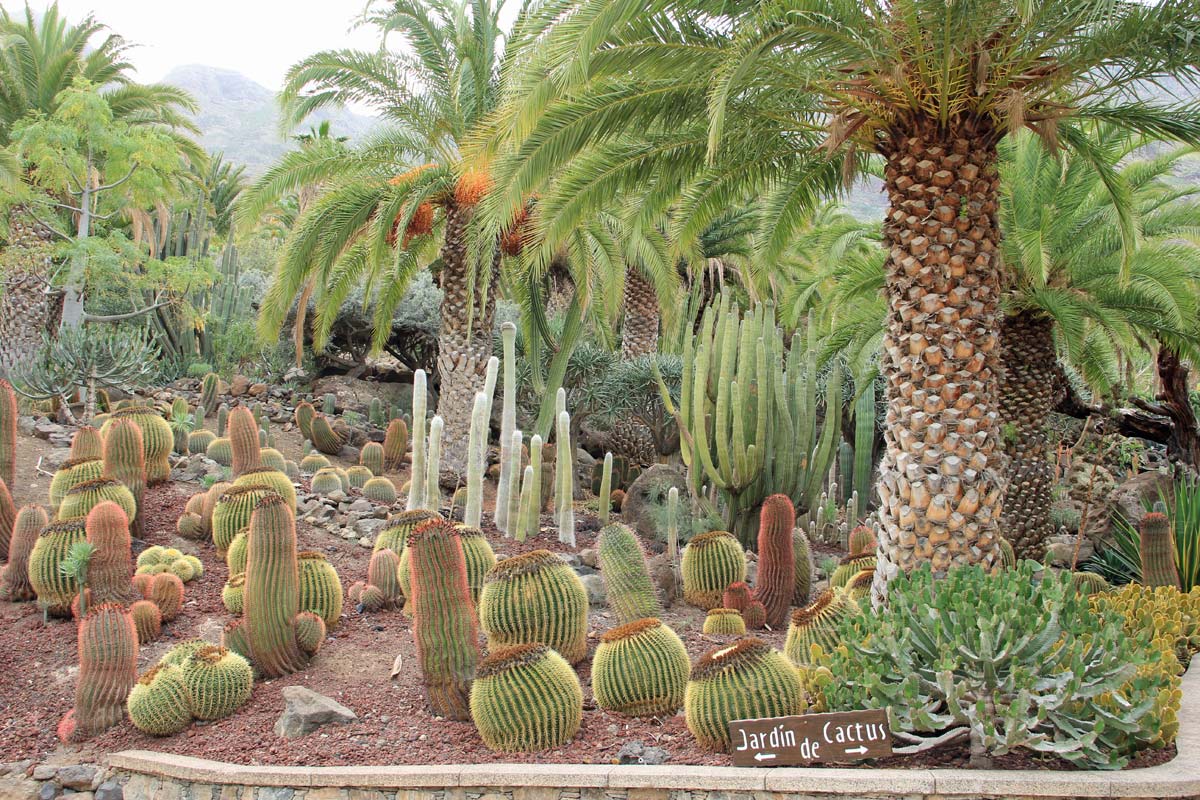 GIARDIN DE CACTUS di Gran Canaria